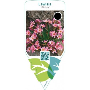 Lewisia ‘Pinkie’