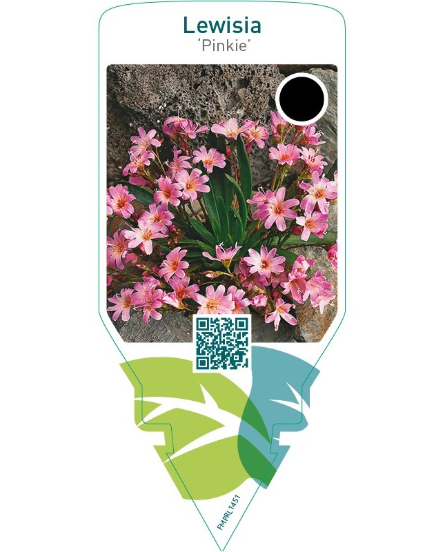 Lewisia ‘Pinkie’