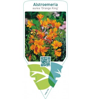 Alstroemeria aurea ‘Orange King’