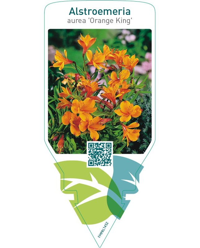 Alstroemeria aurea ‘Orange King’