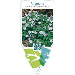 Anemone nemerosa ‘Robinsoniana’