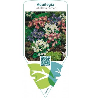 Aquilegia flabellata cameo  mix