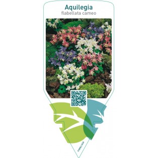 Aquilegia flabellata cameo  mix