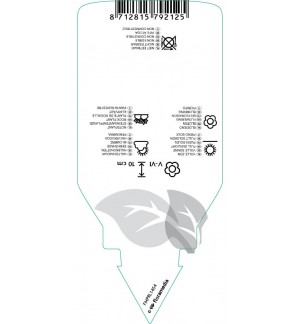 Etichette di Aquilegia flabellata cameo  mix *