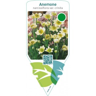 Anemone narcissiflora crinita