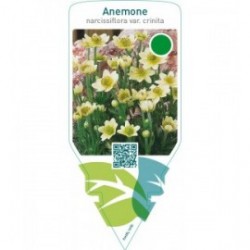 Anemone narcissiflora crinita