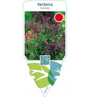 Verbena hastata