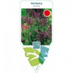 Verbena hastata