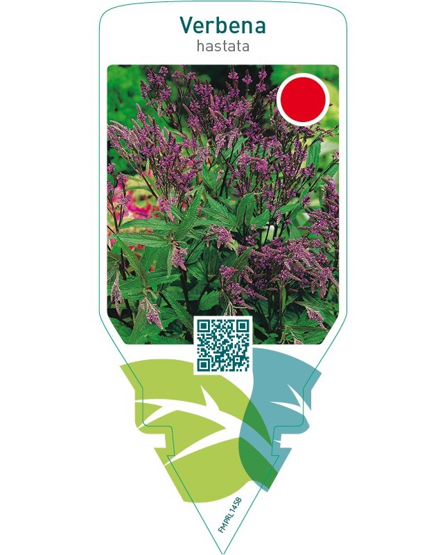 Verbena hastata