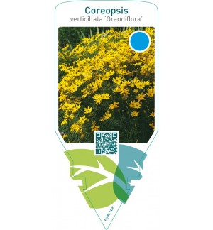 Coreopsis verticillata ‘Grandiflora’