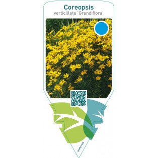 Coreopsis verticillata ‘Grandiflora’