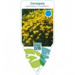 Coreopsis verticillata ‘Grandiflora’