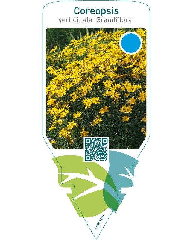 Coreopsis verticillata ‘Grandiflora’
