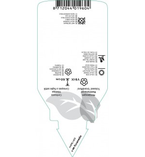 Etichette di Coreopsis verticillata ‘Grandiflora’ *
