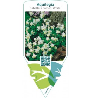 Aquilegia flabellata cameo ‘White’