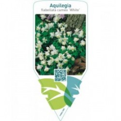 Aquilegia flabellata cameo ‘White’