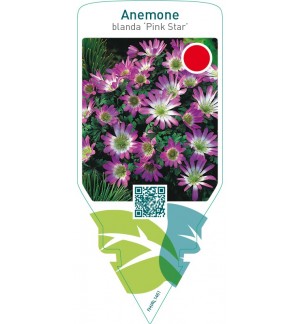 Anemone blanda ‘Pink Star’
