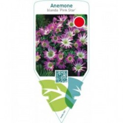 Anemone blanda ‘Pink Star’