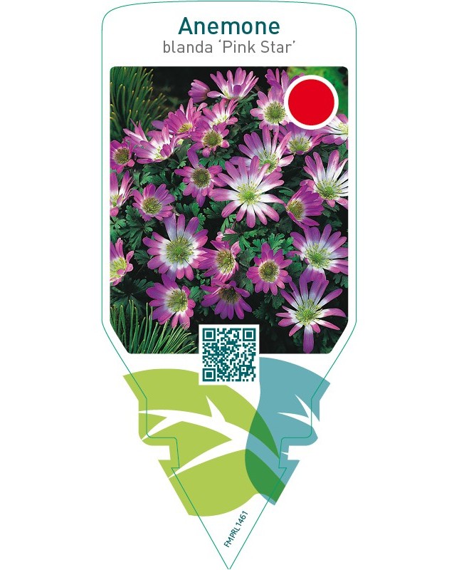 Anemone blanda ‘Pink Star’