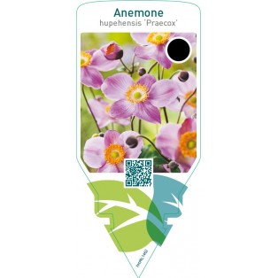 Anemone hupehensis ‘Praecox’