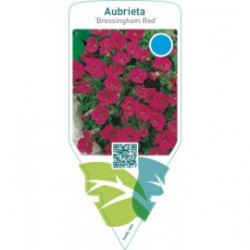 Aubrieta ‘Bressingham Red’