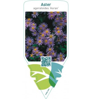 Aster ageratoides ‘Asran’