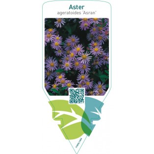 Aster ageratoides ‘Asran’