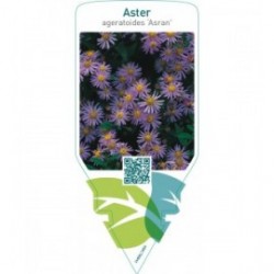 Aster ageratoides ‘Asran’