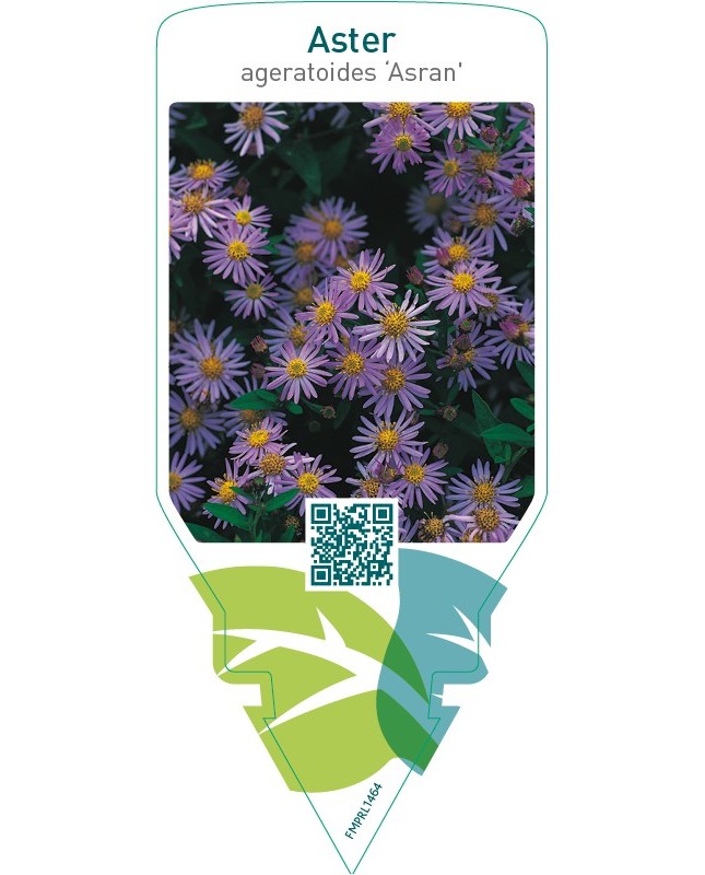 Aster ageratoides ‘Asran’