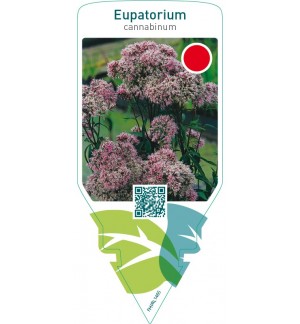 Eupatorium cannabinum