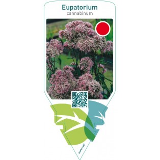Eupatorium cannabinum