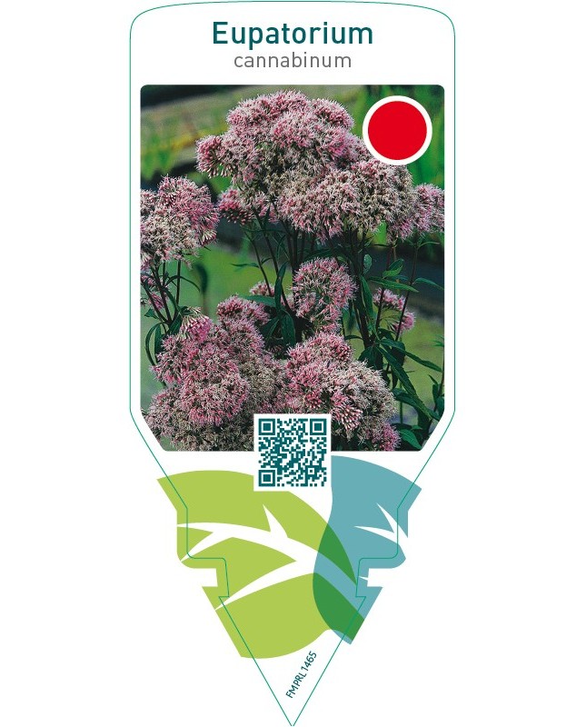 Eupatorium cannabinum