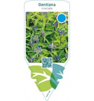 Gentiana cruciata