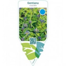 Gentiana cruciata