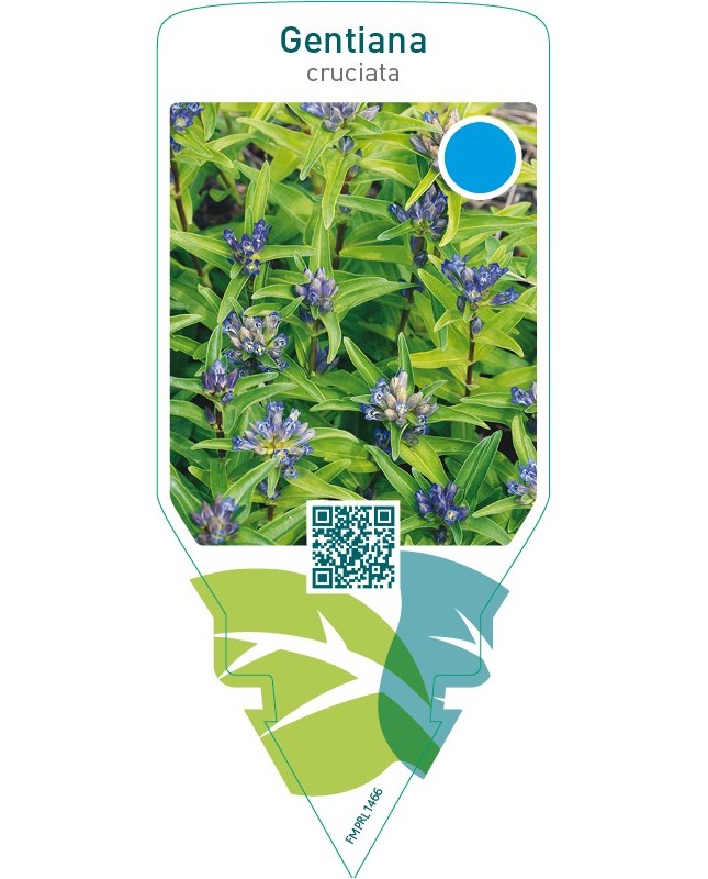 Gentiana cruciata