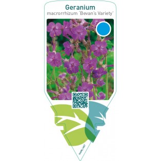 Geranium macrorrhizum ‘Bevan’s Variety’