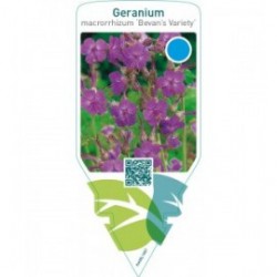 Geranium macrorrhizum ‘Bevan’s Variety’