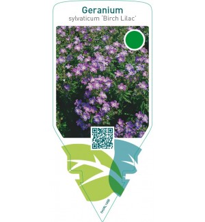 Geranium sylvaticum ‘Birch Lilac’