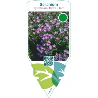 Geranium sylvaticum ‘Birch Lilac’