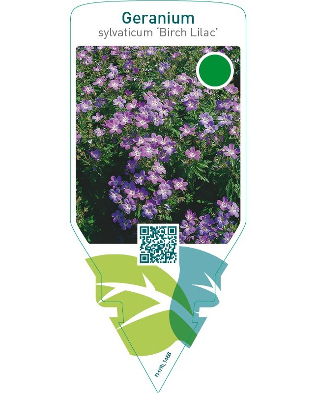 Geranium sylvaticum ‘Birch Lilac’