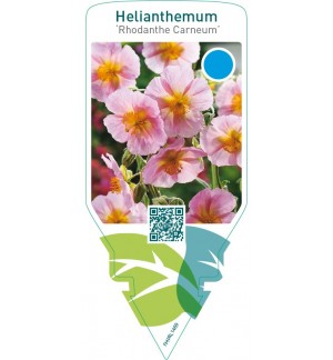 Helianthemum ‘Rhodanthe Carneum’