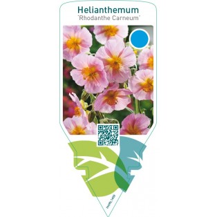 Helianthemum ‘Rhodanthe Carneum’