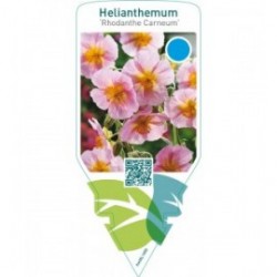 Helianthemum ‘Rhodanthe Carneum’