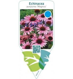 Echinacea purpurea ‘Magnus’