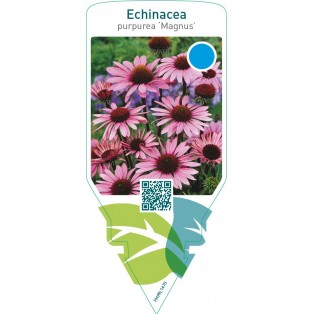 Echinacea purpurea ‘Magnus’