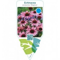 Echinacea purpurea ‘Magnus’
