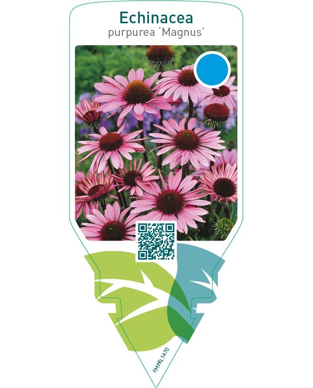 Echinacea purpurea ‘Magnus’