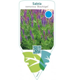 Salvia nemorosa ‘Blauhügel’