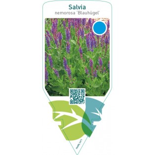 Salvia nemorosa ‘Blauhügel’