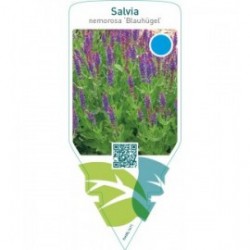 Salvia nemorosa ‘Blauhügel’